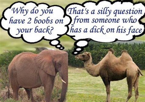 See more ideas about camels, elephant, elephant love. Camel Vs Elephant