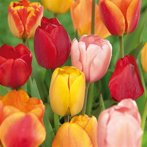 Tulips are unique in range of size, shape and bold color found in almost every color spectrum, that only tulips provide. Van Zyverden Tulips Bulbs Darwin Hybrid Mixture (Set of ...