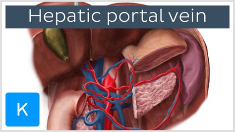 Blood clots here may be caused by fatty deposits in the walls of the blood vessels that bring blood to your brain. What Blood Vessel(S) Carry Blood To The Liver / Blood ...