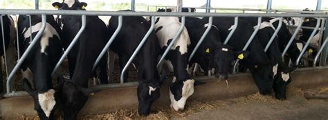 Dodla dairy limited is proposing, subject to, applicable statutory and regulatory requirements, receipt of requisite approvals, market conditions and other considerations, to make an initial public. About Us | Dodla Dairy