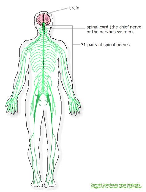 Medical education chart of biology for nervous system diagram. The Nervous System