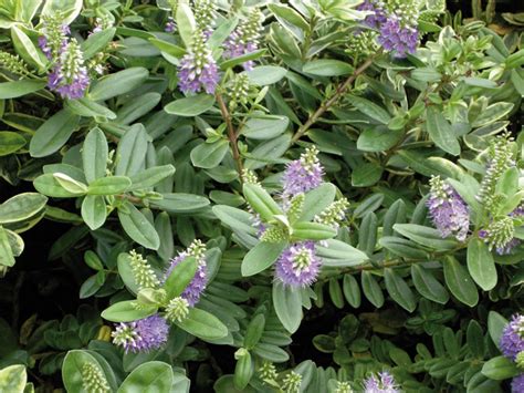 Il rhyncospermum jasminoides è una pianta rampicante sempreverde che da maggio a giugno si copre di fiori bianchi a forma di stella piccoli e molto profumati. Veronica - Hebe - Giardinaggio.mobi