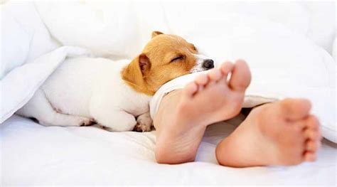5 motivi per cui il tuo cane dovrebbe dormire nel tuo ...