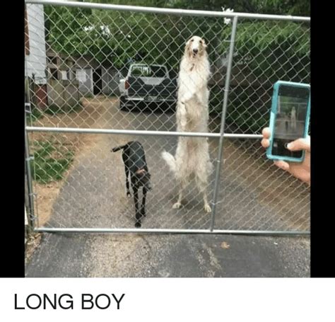 Their very grumpy and very awesome borzoi character. LONG BOY | Boy Meme on SIZZLE