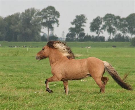 De sporen van het witte paard zijn verspreid door de kamer en zijn niet alleen te vinden in het gebied waar de schimmel zichtbaar is aan de muur. Kleuren van het IJslandse paard | Foxan