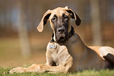Browse thru great dane puppies for sale near port saint lucie, florida, usa area listings on puppyfinder.com to find your perfect puppy. Northwest Florida Great Dane Rescue saves more than 30 ...