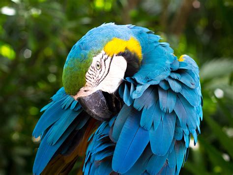 The rainforest and the seasonal forest. Tropical Rainforest Cute Animal Blue Parrot Preview ...