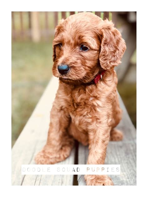 As a bonus, this company will ensure that two licensed veterinarian checks are made for any pup arriving at their kennel. Goldendoodle Puppies For Sale Nc