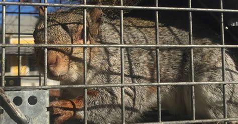 Squirrel Control Services in Rhode Island: RI Squirrel ...