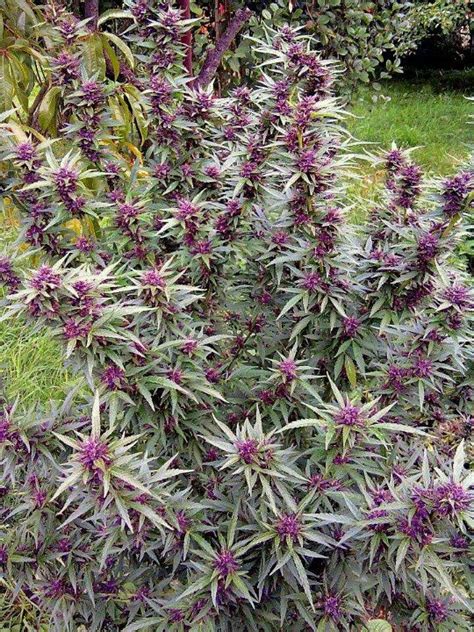 A cannabis leaf growing before its flowers have been developed. Buy Purple Kush online | Purple Kush for sale | Purple Kush