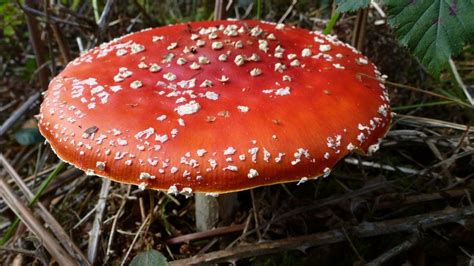 7 of the most dangerous mushrooms in the uk. Pin on graphics