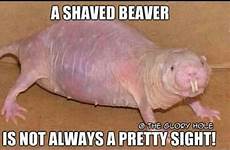 beaver shaved