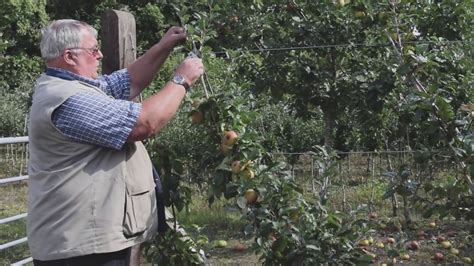 Careful pruning each year will encourage f. Summer Pruning Of Cordon Fruit Trees - YouTube