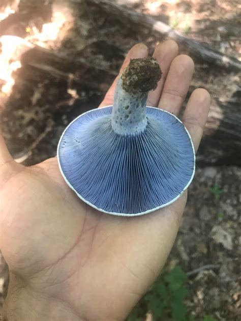 Good find! : mushroom_hunting