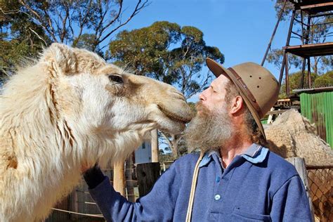 They catch them and put small pieces of metal on theirlegs. Coolgardie Camel Farm worth a browse | The West Australian