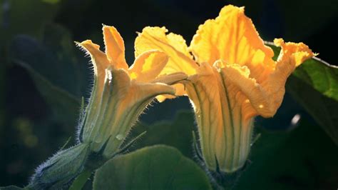 Can guinea pigs eat zucchini flowers. Can Guinea Pigs Eat Pumpkin? (Benefits, Risks, Serving ...
