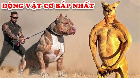 Nhìn chung, pit bull có ngoại hình khá dữ dằn, chúng có khung xương vững chãi, cơ bắp săn chắc, vai trước vạm vỡ, đặc biệt là đôi mắt đỏ ngầu dữ tợn dưới cái trán to gồ, giống chó này được biết đến với ngoại hình đầy cơ bắp và đặc biệt gây ấn tượng với vẻ ngoài. Chú Chó Siêu Cơ Bắp và 6 Động Vật Cơ Bắp Khủng Nhất Bạn ...