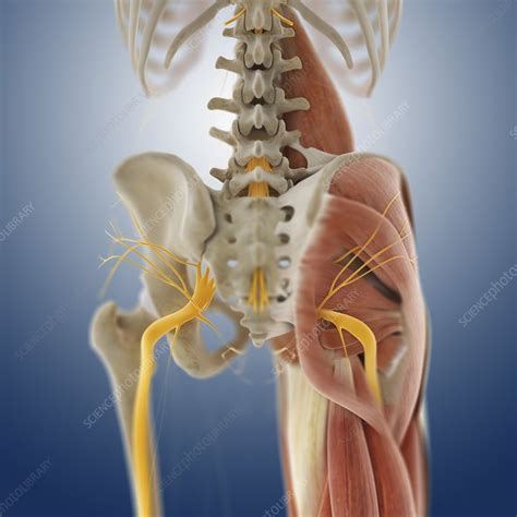 In adults, the spinal cord terminates at vertebral level l1/l2. Lower body anatomy, artwork - Stock Image - C014/5584 ...