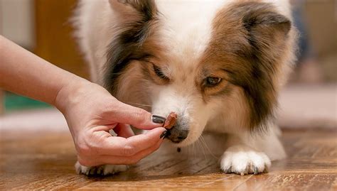 1/2 cup shredded reduced fat cheddar cheese. Low Calorie Dog Treat Recipes : Grain Free Pumpkin Coconut ...