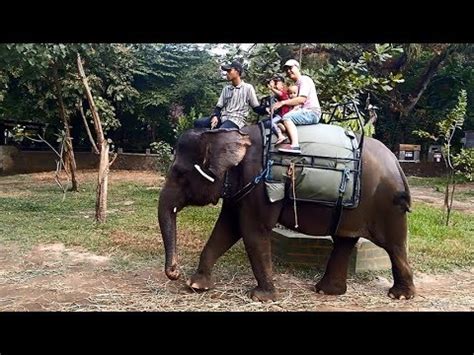 Muat ini gambar hari bumi kartun bumi sawit, bahan, abstrak, poster latar belakang secara percuma. Anak kecil naik GAJAH besar dan memberi makan GAJAH - YouTube