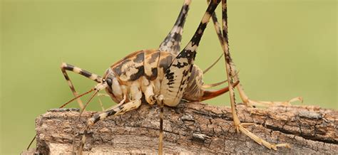 Spread diatomaceous earth inside the house near these gaps. Camel Cave Cricket