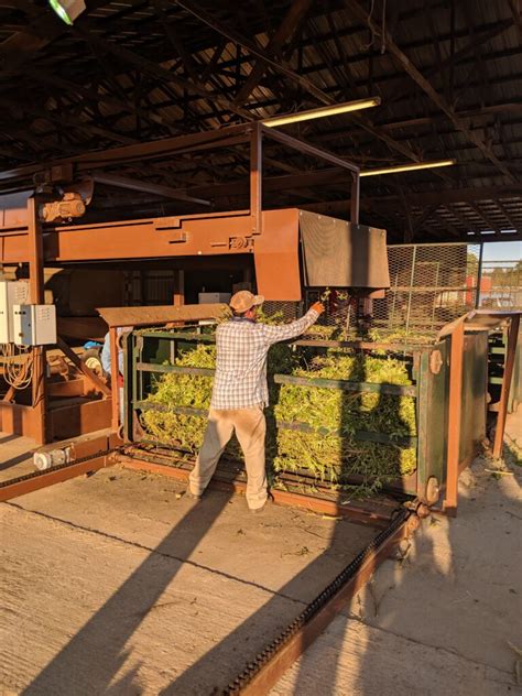 Plants harvested with a wet hemp combine must go through a dryer process within 24 hours. Hemp Equipment | Hemp Farming Machines | Granville Equipment