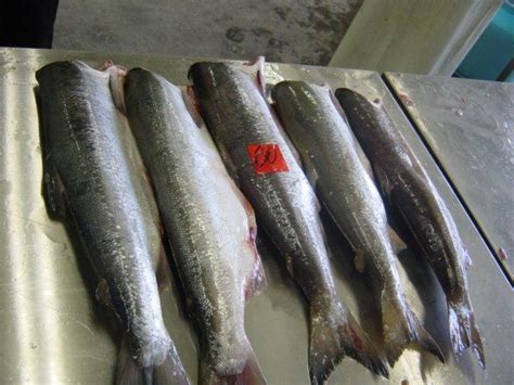 The ruby red eggs of salmon returning upriver to spawn. CHUM SALMON H&G - SEAFOOD TRADE COMPANY