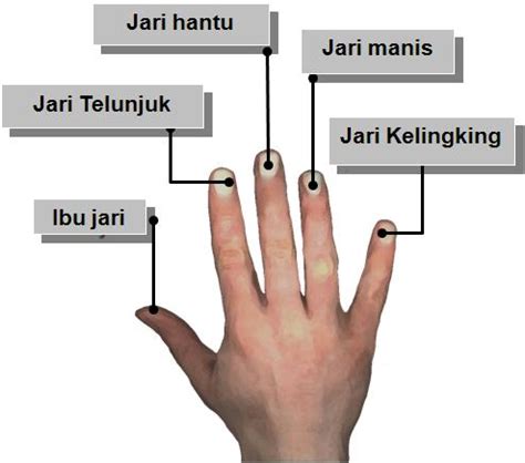 Guna mendapatkan diganosis yang tepat jari tangan sakit ini timbul akibat dari banyak faktor mulai dari genetik sampai pada gaya hidup. BLOG CIKGU MARYANTI: Matematik - Pengenalan Abakus