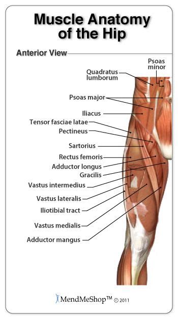 The injury is common to athletes, but anyone who partakes in physical activity can suffer from its painful symptoms. Groin anatomy and the Hip Piriformis muscles | Hip muscles ...