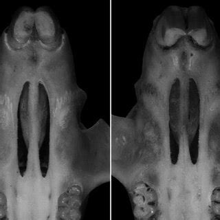 Mar 10, 2021 · a espécie recebeu o nome de calassomys apicalis. -Anatomical external details of Calassomys apicalis, gen ...