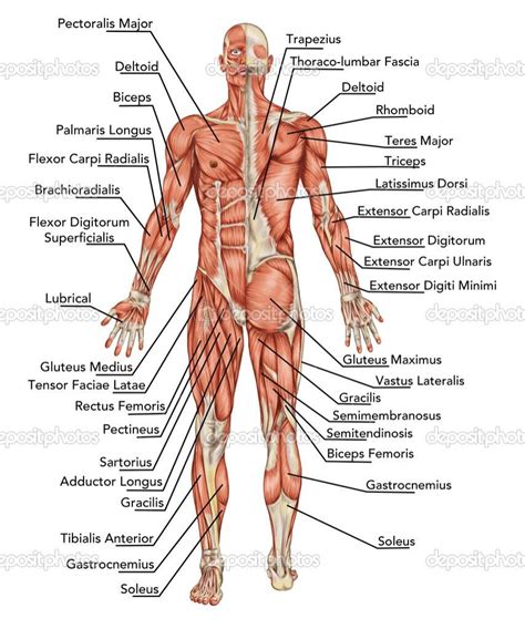 Labeled parts of the brain colored and labeled human brain diagram stock vector. Human Muscles Labeled | Human body organs, Human body ...