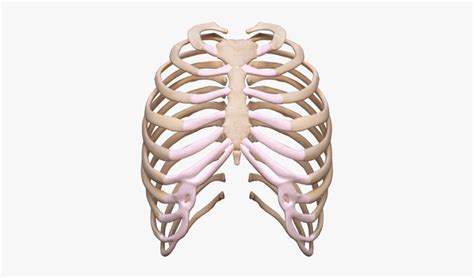 Rib cage (plural rib cages). Rib Cage Png Transparent Images , Free Transparent Clipart ...