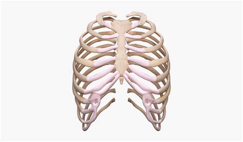 Free rib cage icons in wide variety of styles like line, solid, flat, colored outline, hand drawn and many more such styles. Rib Cage Png Transparent Images , Free Transparent Clipart ...