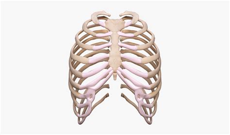 This is worth as much as a roka nowadays. Rib Cage Png Transparent Images , Free Transparent Clipart ...