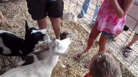 Woman skins 2 bullfrogs at a market. Elijah Feedin/Killing goats - YouTube