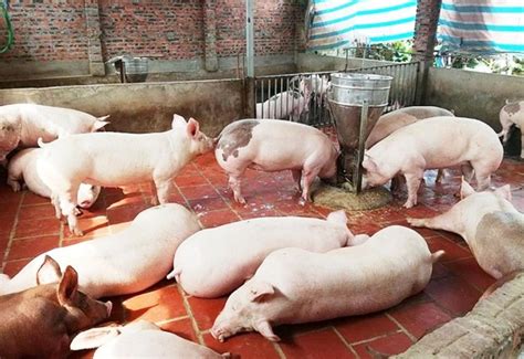 Sức quyến rũ từ hàm lượng kiến thức về lịch sử, văn hóa. Giá lợn hơi tại Hải Dương hôm nay như thế nào? - Tin tức ...