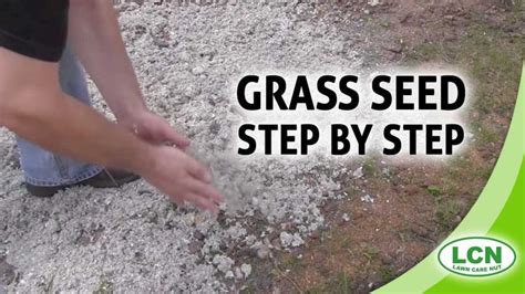 Far north, far south or anywhere in between, there are some fall preparations we all need to consider. Planting And Growing Grass Seed - Step by Step from Allyn ...