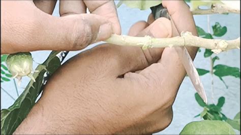 Propagating the jasmine plant by layering is easier using the following 4 simple steps. air layering simple - YouTube