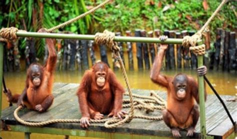 We were told by nick at 5 around the world that the trip was around one hour by car from batu ferringhi. Bukit Merah Orang Utan Island Foundation (Semanggol ...