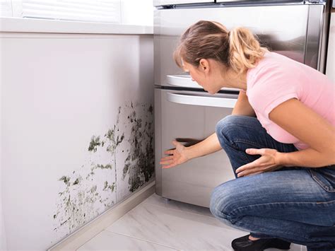When does homeowners insurance cover mold removal? When Does Homeowner's Insurance Cover Mold Damage ...
