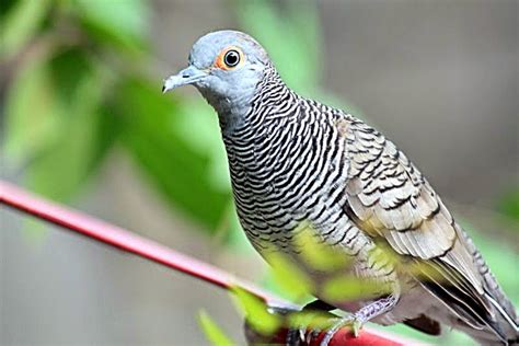 Yang memiliki dan masih keluarga besar burung merpati (perkutut) yang dimana banyak tersebar diwilayah asia tenggara sampai australia. Kumpulan Foto Burung Derkuku Jantan ~ FOTO BURUNG KICAU