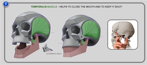 There are six major body regions. There a lot of important muscles in our body. So let's give a random shout out to temporalis ...