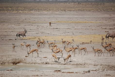 South africa vs british irish lions live stream. Heathers Mucky World: Etosha: Lion vs Springbok