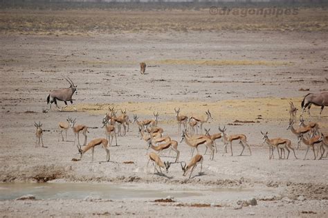 The official twitter page of the springboks and all things rugby in sa. Heathers Mucky World: Etosha: Lion vs Springbok