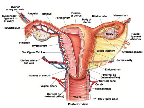 The growth and activity of these parts. P3- The Female Reproductive System