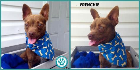 View french bulldog rescue groups which help french bulldogs in need. ۬ Adopt Frenchie on Petfinder | Frenchie, French bulldog mix ...