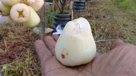 Hanya saja, cara memakannya jauh lebih praktis daripada yang lainnya. Cara mengatasi rontok buah dan serangan serangga pada jambu madu hijau - YouTube