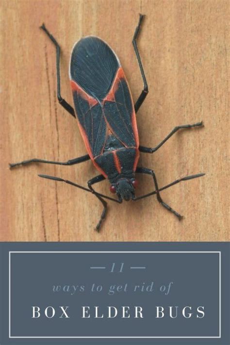 So there is a process that increases blood flow in the penis. 11 Fantastic tips for How To Get rid of Box Elder Bugs ...