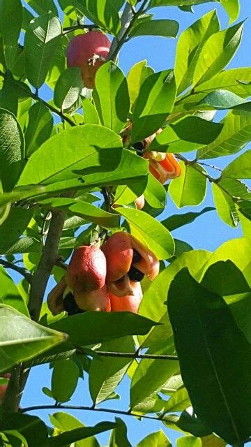 Only in jamaica it's used as staple foods. #AlwaysPromotingPeterLloyd .."ackee tree in my back yard ...