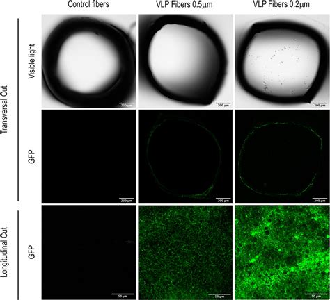 Some electrons are scattered back. Frontiers | An Alternative Perfusion Approach for the ...